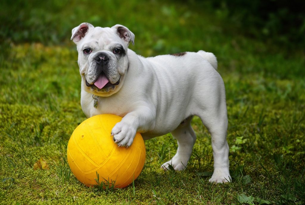 English bulldog, bulldog, ball - You have to ask the right questions before boarding your pet
