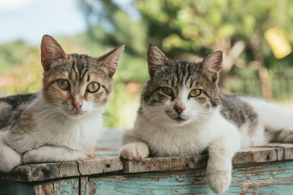 Cute cats - two brown tabby cats on wood planks